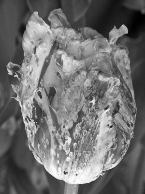 Flower Decay