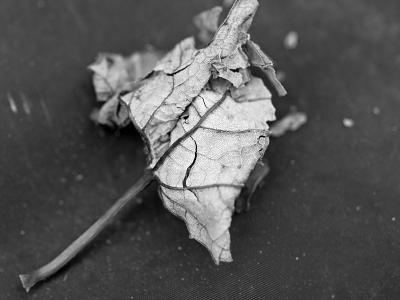 1leaf.jpg