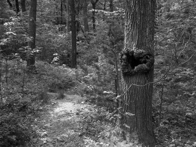 1bwtrail.jpg