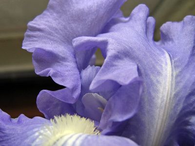1iris.jpg