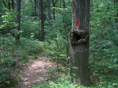 1tree.jpg