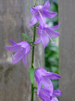 1purple.jpg