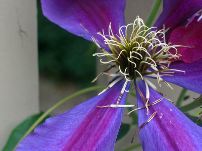 Flower2