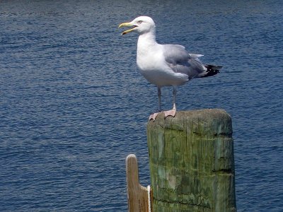 1seagull.jpg