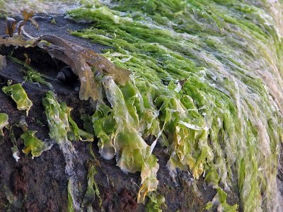1seaweed1.jpg