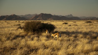 Springboks