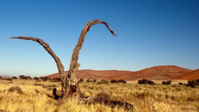 This dead tree appears in postcards.