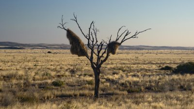 Birds' nest