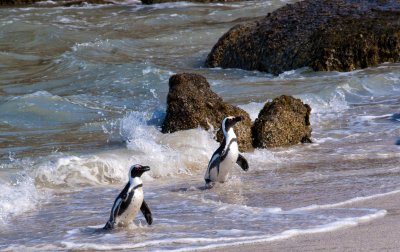 Penguin colony at Boulders Beach