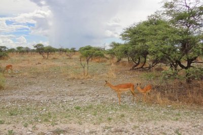 antelopes grazing