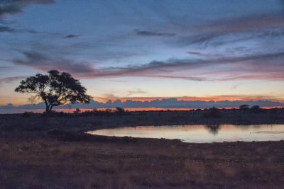 The water hole at night