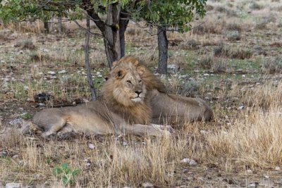 Brother lions