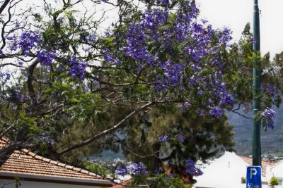 jacarandas in bloom