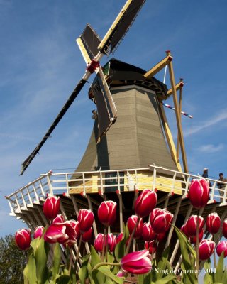 Keukenhof