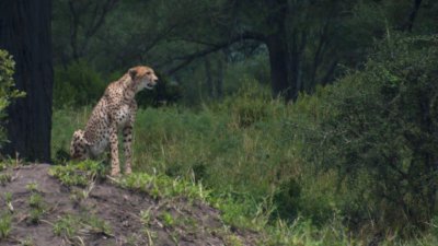 My first cheetah sighting