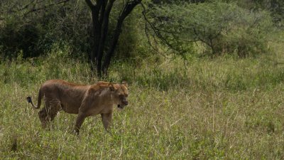 On the prowl