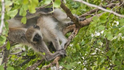 Vervet monkeys