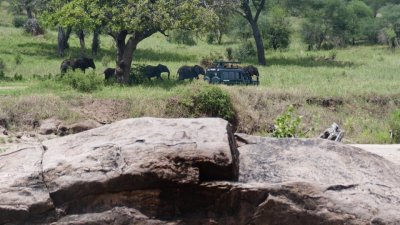 Elephants everywhere