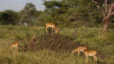 Impalas