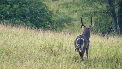 Waterbuck with its distinguishable bulleseye
