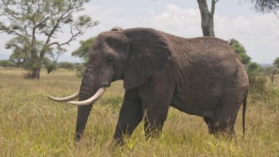 2 Days in Tarangire