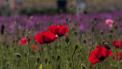 Red and violet