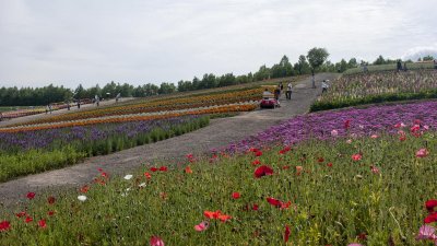 Flower paradise