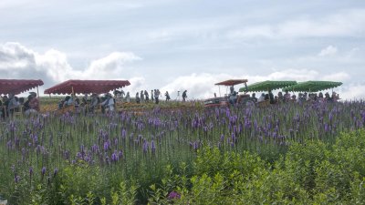 Flower paradise