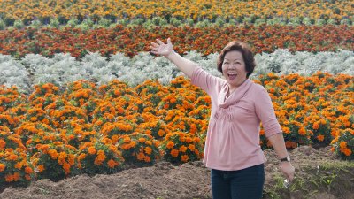 Flower paradise