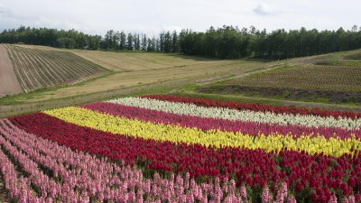 Flower paradise