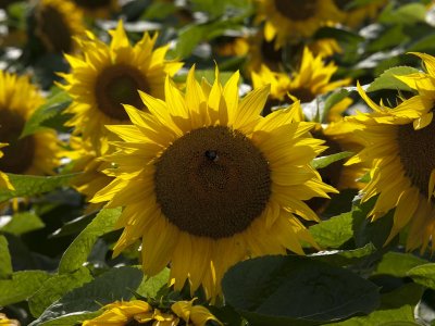 Sunflowers