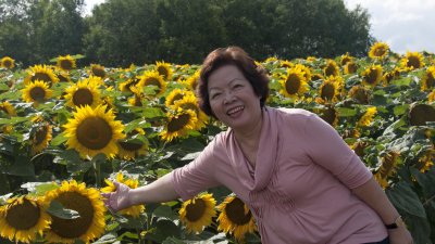 Sunflowers