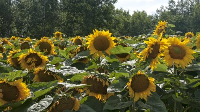 Sunflowers