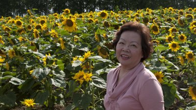 Sunflowers