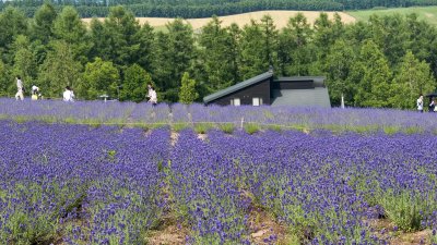 Flower paradise