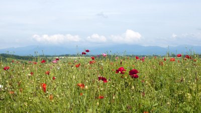 Flower paradise