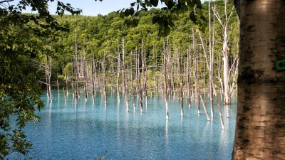 Shirogane Blue Pond: Day Two