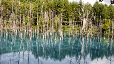 Shirogane Blue Pond: Day Two