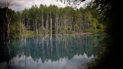 Shirogane Blue Pond: Day Two