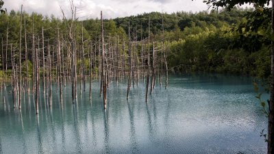 Shirogane Blue Pond: Day Two