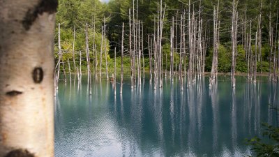 Shirogane Blue Pond: Day Two