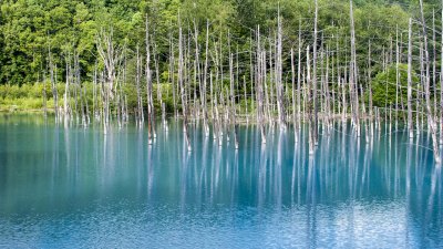 Shirogane Blue Pond: Day Two