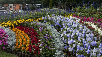 at Odori Park