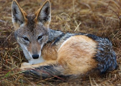 Black Backed Jackal