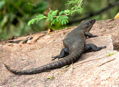 Giant Plated Lizard