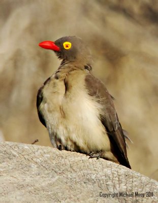 Red billed oxpecker