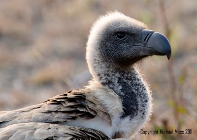 White Backed Vulture