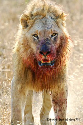Majingilane Males