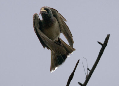 Grey Hornbill In Flight