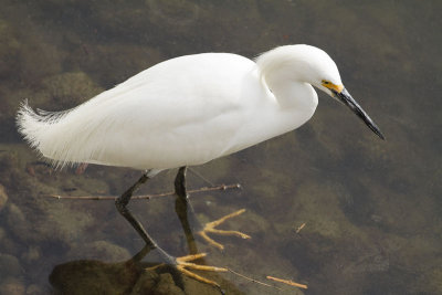 Snowy Egret